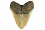 Beastly, Serrated Fossil Megalodon Tooth - Huge NC Meg #298793-2